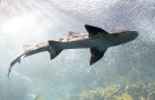 Phishing Scam Catches a Shark