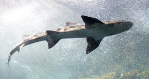 Phishing Scam Catches a Shark