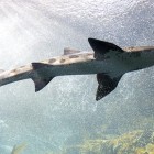 Phishing Scam Catches a Shark